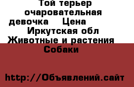 Той-терьер очаровательная  девочка  › Цена ­ 3 000 - Иркутская обл. Животные и растения » Собаки   